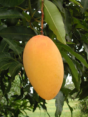 El Mango 03